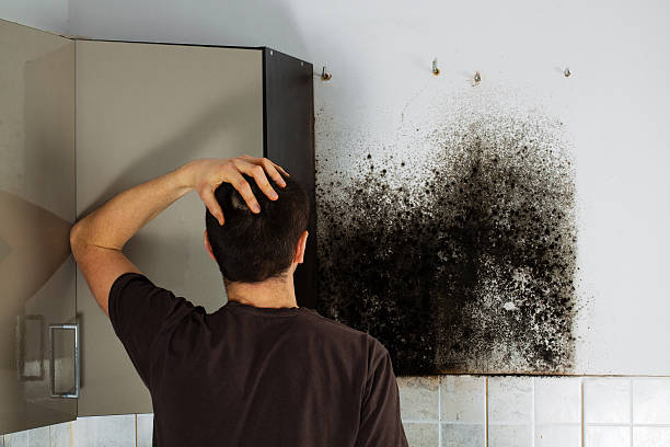 Best Localized Mold Remediation (e.g., coastal areas, humid climates) in Sebastopol, CA